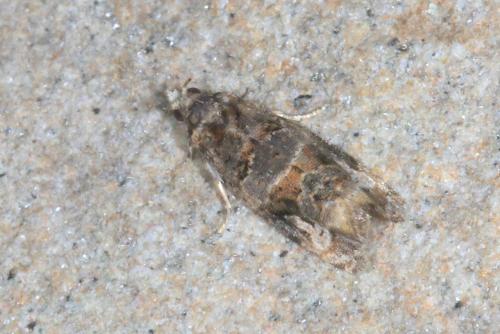 Lobesia botrana
